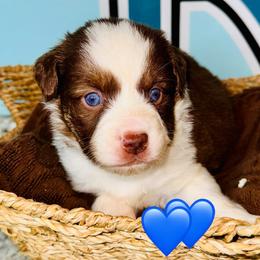 Red Tri boy blue eyes 2 - Red tri male Toy Australian Shepherd puppy in Oklahoma City, Oklahoma from Faith River Aussies