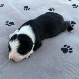 Black tri female 3 - Black tri-color female Australian Shepherd puppy in Hubbard, Texas from Poston Paddock Aussies LLC