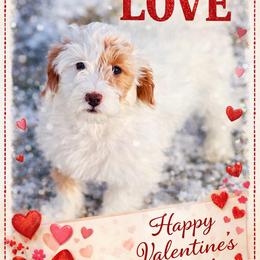 Girl 1 - Tri-color female Australian Labradoodle puppy in Florence, New Jersey from Royal Manor Labradoodles