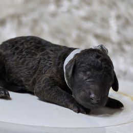 Snickers - Black male Goldendoodle puppy in Austin, Texas from Austin Doodles & Poodles