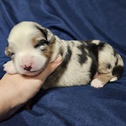 CeeDee - Blue merle male Miniature Australian Shepherd puppy in Garland, Texas from Dollie Farms
