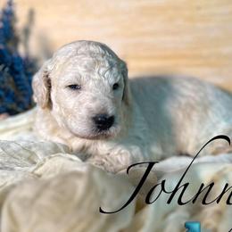 Johnny - Cream male Poodle puppy in Greenville, North Carolina from Grace Poodles