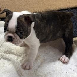 Boy 4 - Brindle and white male Boston Terrier puppy in Alabama from Southern Bulldogs