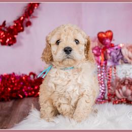 Aaron - Red male Cockapoo puppy in Connersville, Indiana from Deaz Doodle Ranch
