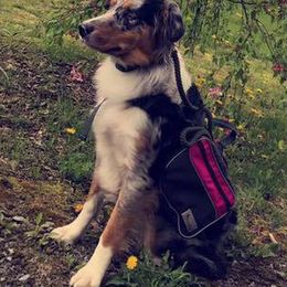 Australian Shepherds from Wilder than the West Standard Australian Shepherds