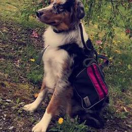 Australian Shepherds from Wilder than the West Standard Australian Shepherds