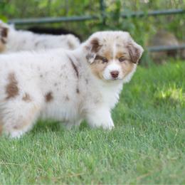 Rmm1 - Red merle male Australian Shepherd puppy in Stephenville, Texas from Diamond H Aussies