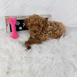 Fry - Cafe au lait female Poodle puppy in Florida from Adorable Toy-Miniature Poodles