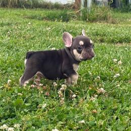 Lindor - Tricolors male French Bulldog puppy in Wann, Oklahoma from OG’s Frenchies