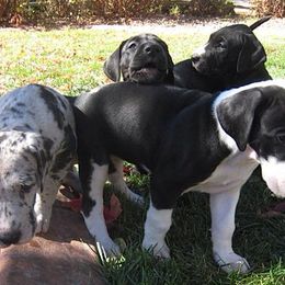 Great Danes from Glacier Danes
