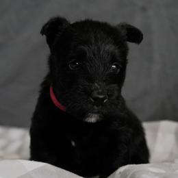 Scottish Terrier Puppies from Rainier Scotties