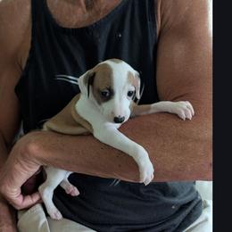 Girl 4 - White and red female Italian Greyhound puppy in Monticello, Florida from Lebeck Acres