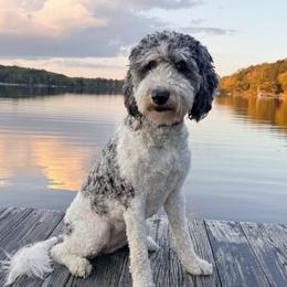 Evie - Goldendoodle