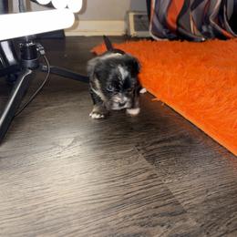 Shorkie Puppies from Sharlena Henderson