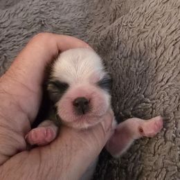 Noelle - Tricolor female Shih Tzu puppy in Avery, Texas from Christye Bolen