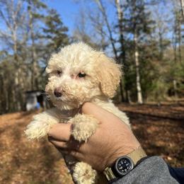Ash - White male Poodle puppy in Osyka, Mississippi from Southern Sunshine Standards
