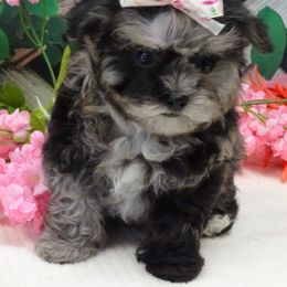 Maltipoo Puppies from Hearthside Meadow