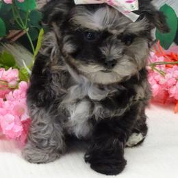 Maltipoo Puppies from Hearthside Meadow