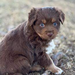 Sesame - Red tri male Miniature Australian Shepherd puppy in Mc Lean, Illinois from Kickapoo Creek Toy & Mini Aussies