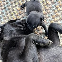 Pug Puppies from Crazy Pugs Haven