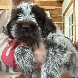Rose Dunn - Brown and gray female Wirehaired Pointing Griffon puppy in Custer, South Dakota from Twenty-Mile Griffons