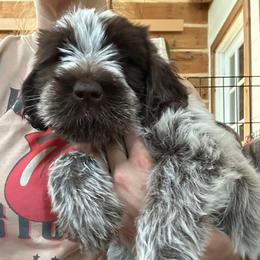 Rose Dunn - Brown and gray female Wirehaired Pointing Griffon puppy in Custer, South Dakota from Twenty-Mile Griffons