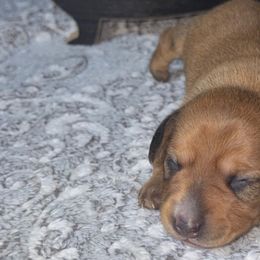 Dachshunds from Dachshund of M-A