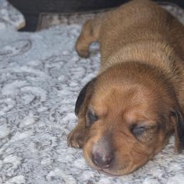 Dachshunds from Dachshund of M-A