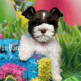 Miniature Schnauzer Puppies from Von Baron Schnauzers