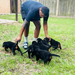 Rottweiler Puppies from Inexorable Haus Early Rotts