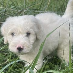 Barbado da Terceira Puppies from Serenity lake farm