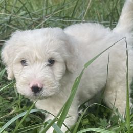 Barbado da Terceira Puppies from Serenity lake farm