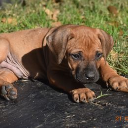 Mr. Yellow (Trump) - Rhodesian Ridgeback puppy from Karamojo Ridgebacks, Quality over Quantity