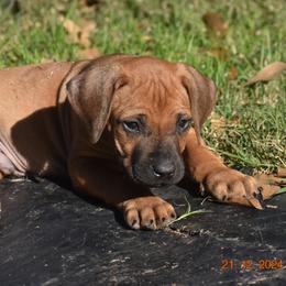 Mr. Yellow (Trump) - Rhodesian Ridgeback puppy from Karamojo Ridgebacks, Quality over Quantity
