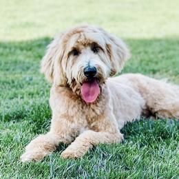 Goldendoodles from Alaya Rae doodles