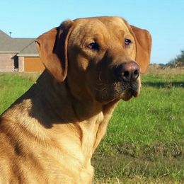 Labrador Retrievers from Flushing Kimber Kennels