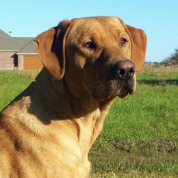 Labrador Retrievers from Flushing Kimber Kennels