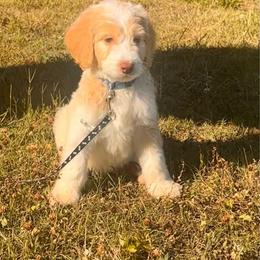 Billy - Parti male Goldendoodle puppy in Graham, North Carolina from Geise Meadow Doodles