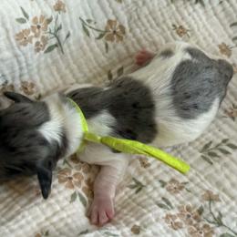 CKC DJ Catnip - Dapple male Dachshund puppy in Hartsville, Tennessee from B+B Co Miniature Dachshunds