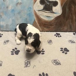 Jersey - Black white and tan male English Springer Spaniel puppy in Braidwood, Illinois from A & R Springers