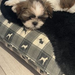 Shih Tzu Puppies from BVPT puppies