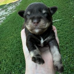 Boy 1 - Liver male Miniature Schnauzer puppy in West Point, Nebraska from Canyon Rose Schnauzers
