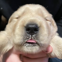 Golden Retriever Puppies from Riverstone Goldens