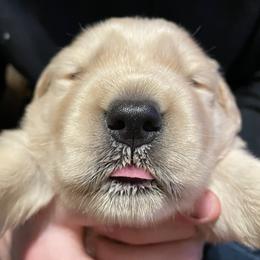 Golden Retriever Puppies from Riverstone Goldens