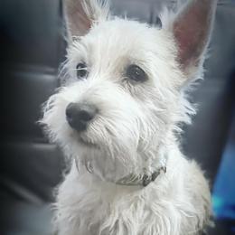Gnomey - White male West Highland White Terrier puppy in Michigan from For The Love Of Westies
