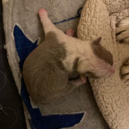 Carla - Lilac female Boston Terrier puppy in Brick Township, New Jersey from Nettles Nuggets