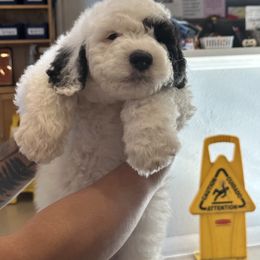 Brandon Blue - Sheepadoodle puppy in Camarillo, California from Oodles and Oodles of Doodles