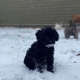 Spruce - Black male Goldendoodle puppy in Eaton, Ohio from Dezi’s Sonshine Doodles