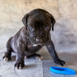 Carolina Blue Collar - Black brindle male Cane Corso puppy in Catawba, North Carolina from Catawba Cane Corso