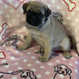 Pug Puppies from Berg Family